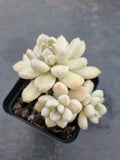 *GLGhybrid(1-649) Graptopetalum Mendozae hybrid 丸姬杂