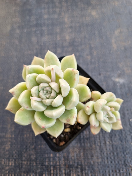 *GLGhybrid(1-1296)  Graptopetalum Mendozae X Echeveria Arze 丸姬杂璀璨