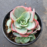 11cm pot Echeveria Peaches and Cream  奶油黄桃11cm盆