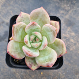 Echeveria Pink Champaign 粉香槟