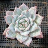 Echeveria Blue Bird 粉蓝鸟