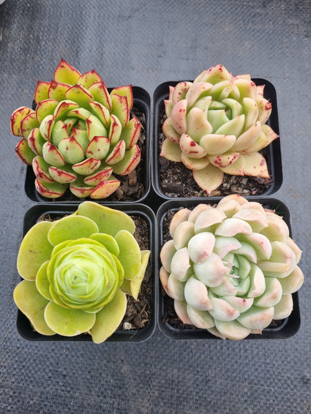 *GLGhybrid(1-1373) Special hybrid pack of 4