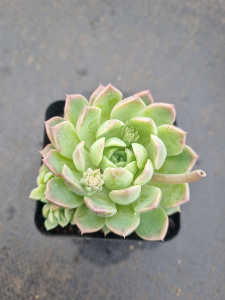 *GLGhybrid(1-1342) Echeveria Bradburiana hybrid 火焰杯杂