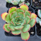 *GLGhybrid(1-327) Special hybrid pack of 4