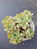 *GLGhybrid(2-378) Echeveria Derenbergii hybrid 船长杂