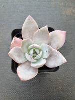 Echeveria White Lover 白色恋人