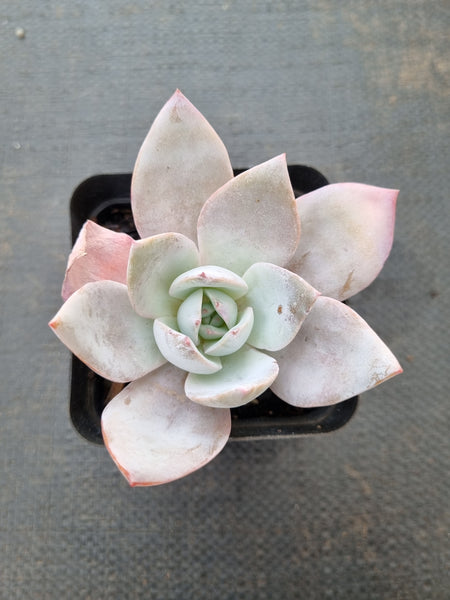 Echeveria White Lover 白色恋人