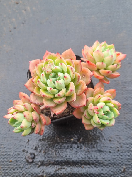 *GLGhybrid(1-1484) Echeveria Sierra Hybrid 爱斯诺杂
