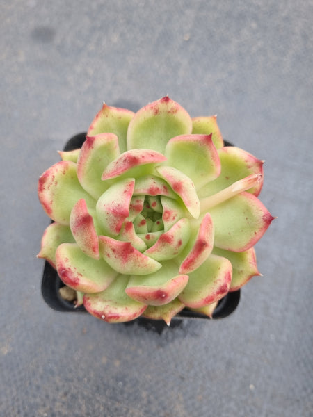 *GLGhybrid(1-1369) Echeveria agavoides Frank Reinelt hybrid 弗兰克杂