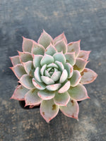 *GLGhybrid(1-107)  Echeveria Laulensis hybrid 劳伦斯杂