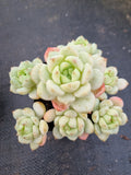 GLGhybrid - Sedum clavatum × Echeveria derenbergii 胭脂泪