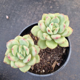 *GLGhybrid(2-385) Pachyveria Elaine hybrid 香水杂