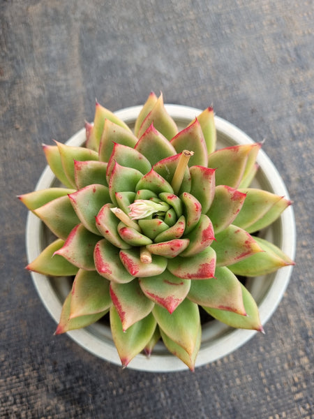 *GLGhybrid(2-260)  Echeveria agavoides Ebony hybrid 乌木杂