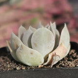 Echeveria Runyonii 鲁氏石莲