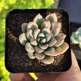 Echeveria Shanghai Lady  女美月