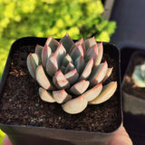 Echeveria Shanghai Lady  女美月