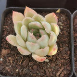 Echeveria raspberry ice hybrid 莎冰