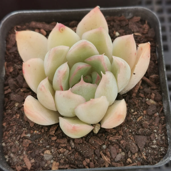 Echeveria raspberry ice hybrid 莎冰