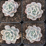 Echeveria Subcorymbosa Lau 026 凌波仙子