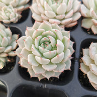 Echeveria 'Alienor' 松果红爪