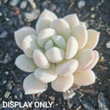 Graptoveria 'Jade ruyi' 玉如意