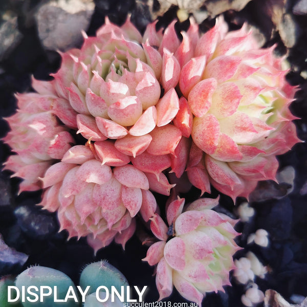 red hole succulent Echeveria Red Hole 朱砂痣 – Greenland Garden
