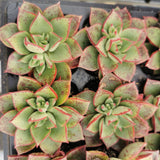 Echeveria Longissima hybrid 罗西玛杂