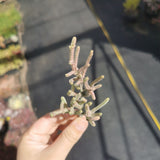 Crassula muscosa 'Watch Chain' variegated - 1 cutting 若绿锦砍枝1枚