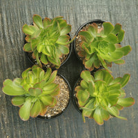 Aeonium sp. 霓裳法师（艳日伞中斑）