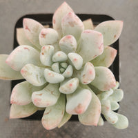 Graptoveria Orange Sherbet