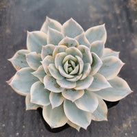 Echeveria Subsessilis Variegated  皮氏锦