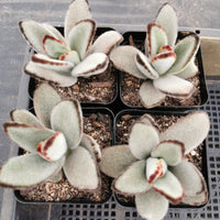 Kalanchoe Tomentosa 'Panda plant' 月兔耳