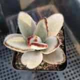 Kalanchoe Tomentosa 'Panda plant' 月兔耳