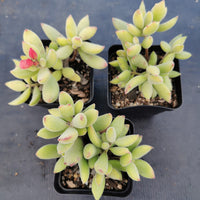 Cotyledon tomentosa ladismithiensis Kitten's Paws 猫爪