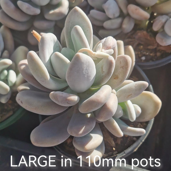 110mm pot Pachyphytum sp. large 某奶酪11cm盆