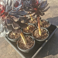 110mm pot Aeonium arboreum 'Atropurpureum' with long stem 黑法师11cm盆 带长杆子