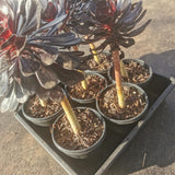 110mm pot Aeonium arboreum 'Atropurpureum' with long stem 黑法师11cm盆 带长杆子