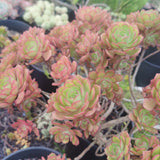 Aeonium Percarneum 1 cutting 蓬莱阁法师砍枝1枚