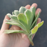 Aeonium Globuliflora 'Frosty' variegated - 1 cutting 冰绒法师锦砍枝1枚