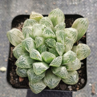 Haworthia Silver Swirls  白斑玉露