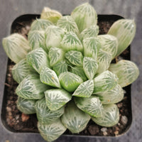 Haworthia Silver Swirls  白斑玉露