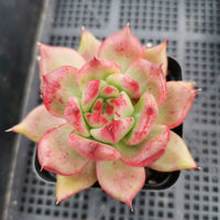 Echeveria Agavoides Amestro 野马冬云