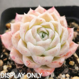 Echeveria Icy Beauty 冰美人