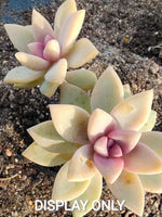 Graptopetalum 'Victor Kane' 1 CUTTING 幽灵公主砍头