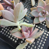 Graptopetalum 'Victor Kane' 1 CUTTING 幽灵公主砍头