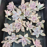 Graptopetalum 'Victor Kane' 1 CUTTING 幽灵公主砍头