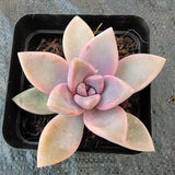 Graptopetalum 'Victor Kane' 1 CUTTING 幽灵公主砍头