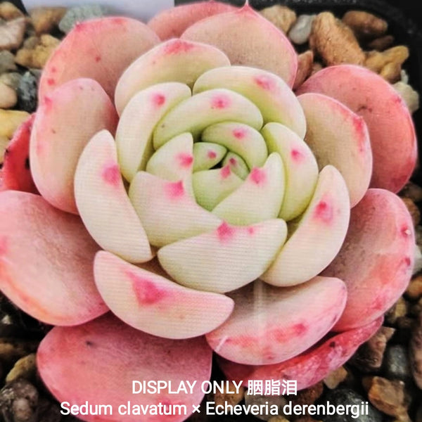 GLGhybrid - Sedum clavatum × Echeveria derenbergii 胭脂泪