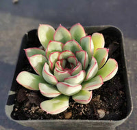 Echeveria pulidonis 花月夜