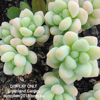 Sedum Treleasei 天使之泪